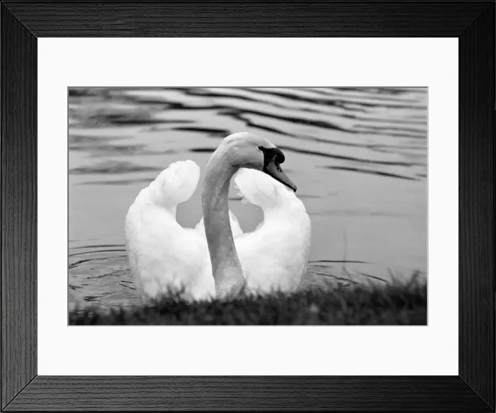 Framed Print : Swan Fred'. March 1975 75-01450-001