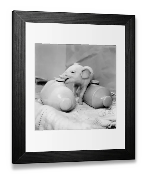 Framed Print : Little Pig Found Wandering Streets of London seen here keeping warm between two hot water Framed Print : Little Pig Found Wandering Streets of London seen here keeping warm between two hot water