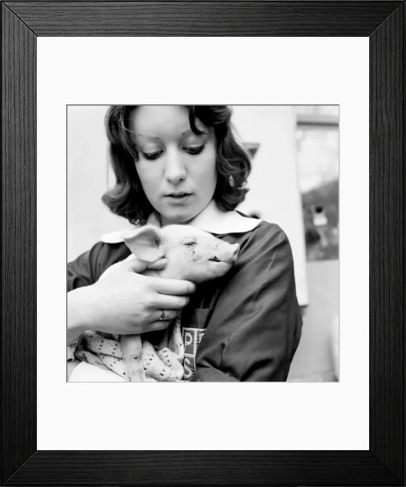 Framed Print : Little Pig Found Wandering Streets of London seen here being cared for by a veterinary Framed Print : Little Pig Found Wandering Streets of London seen here being cared for by a veterinary