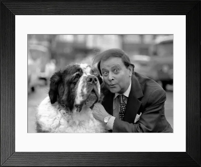 Framed Print : Shane the St. Bernard dog with Derek Roy, Britains biggest dog goes into showbiz Framed Print : Shane the St. Bernard dog with Derek Roy, Britains biggest dog goes into showbiz