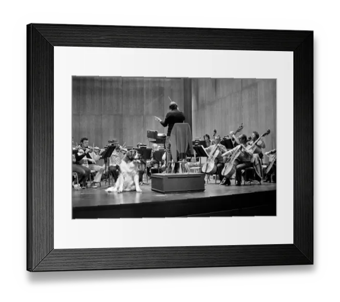 Framed Print : Wellington the St. Bernard was soloist on Saturday Evening with the Los Angeles Framed Print : Wellington the St. Bernard was soloist on Saturday Evening with the Los Angeles