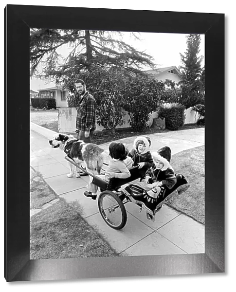 St. Bernards dog cart. January 1975 75-00282-002