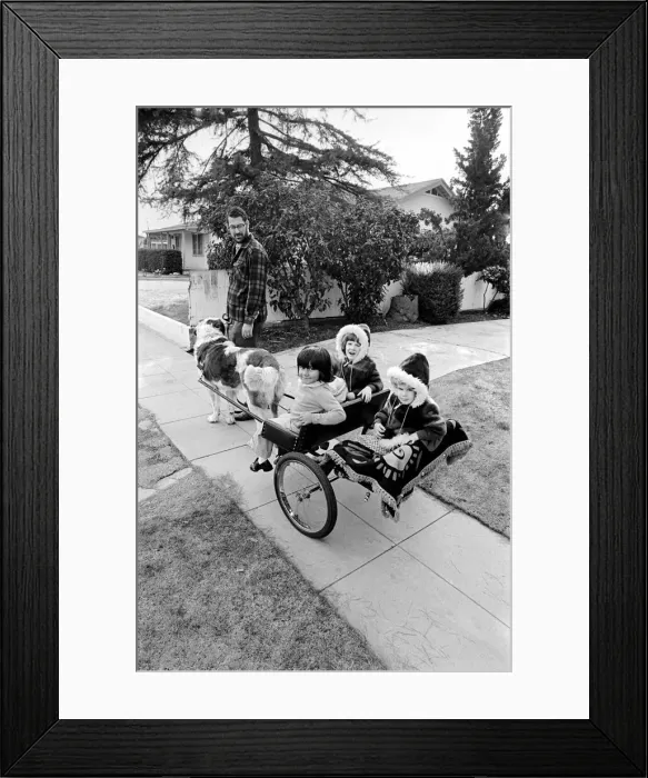 Framed Print : St. Bernards dog cart. January 1975 75-00282 Framed Print : St. Bernards dog cart. January 1975 75-00282