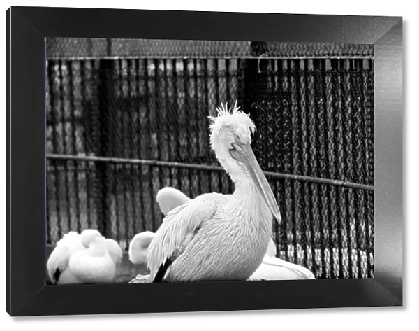 Zoo: Pelicans at London Zoo. January 1975 75-00004-010 Bad Hair Day