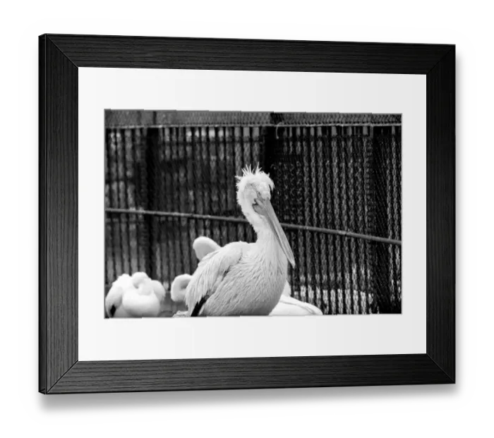 Framed Print : Zoo: Pelicans at London Zoo. January 1975 75-00004-010 Bad Hair Day Framed Print : Zoo: Pelicans at London Zoo. January 1975 75-00004-010 Bad Hair Day