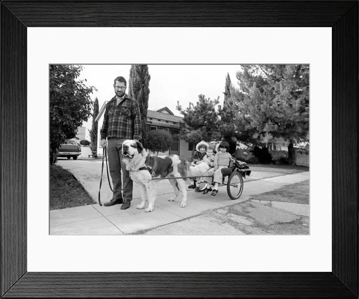 Framed Print : St. Bernards dog cart. January 1975 75-00282-001