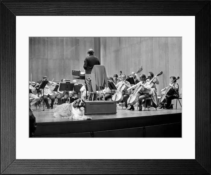 Framed Print : Wellington the St. Bernard was soloist on Saturday Evening with the Los Angeles Framed Print : Wellington the St. Bernard was soloist on Saturday Evening with the Los Angeles