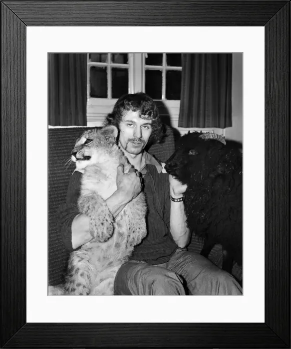 Framed Print : Lamb and Lion and Safari Warden Ken Lawrence. December 1974 74-7586-005 Framed Print : Lamb and Lion and Safari Warden Ken Lawrence. December 1974 74-7586-005
