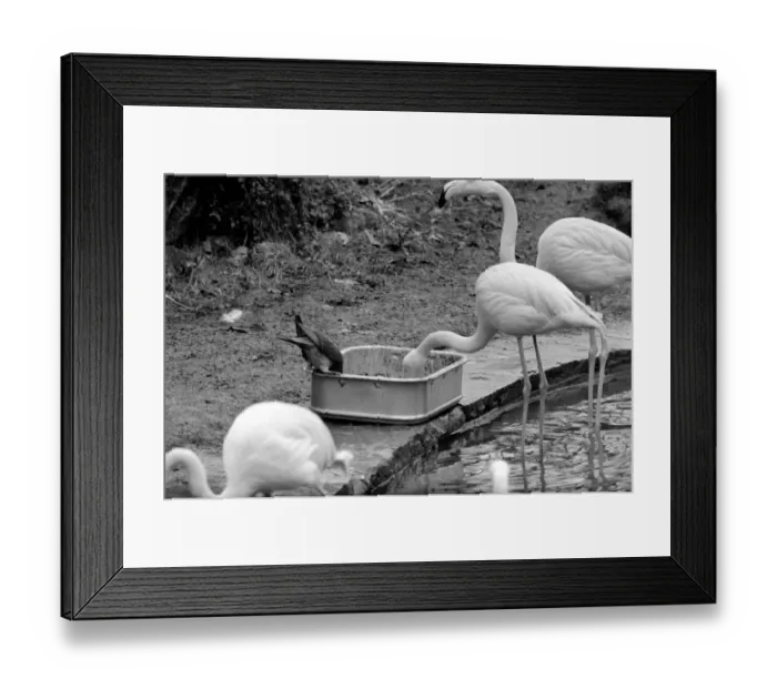Framed Print : Flamingoes at London Zoo. January 1975 75-00004-003 Framed Print : Flamingoes at London Zoo. January 1975 75-00004-003