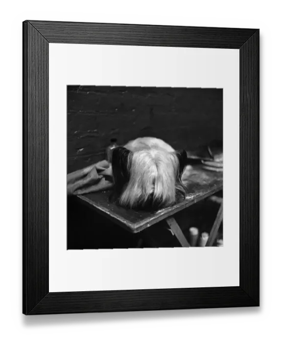 Framed Print : Bolton Dog Show: Some dogs went reluctantly to the Bolton Dog Show the first show of Framed Print : Bolton Dog Show: Some dogs went reluctantly to the Bolton Dog Show the first show of