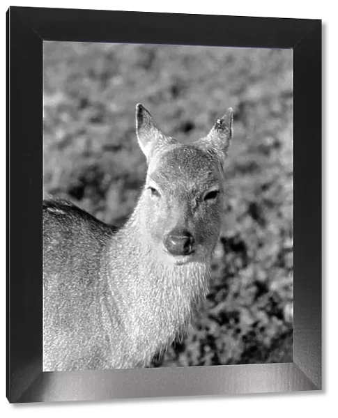Deer at Whipsnade Zoo. December 1974 74-7583-005