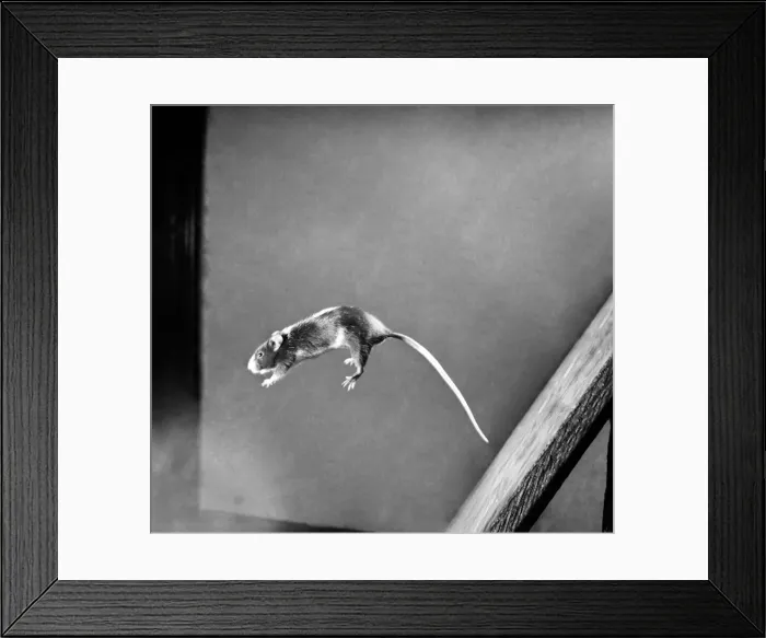 Framed Print : Mouse jumping Off Blackboard. April 1950 O23485
