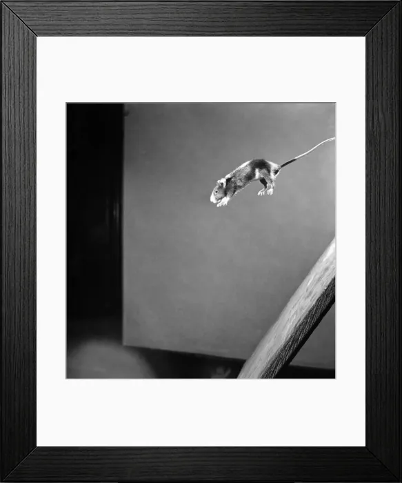 Framed Print : Mouse jumping Off Blackboard. April 1950 O23485-001 Framed Print : Mouse jumping Off Blackboard. April 1950 O23485-001