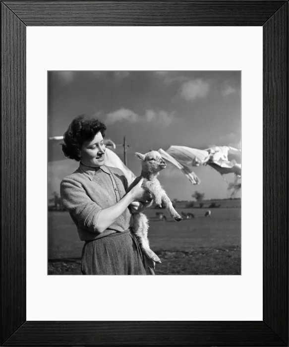 Framed Print : Spring Lambs on Blarche Farm. February 1950 O22756-002 Framed Print : Spring Lambs on Blarche Farm. February 1950 O22756-002