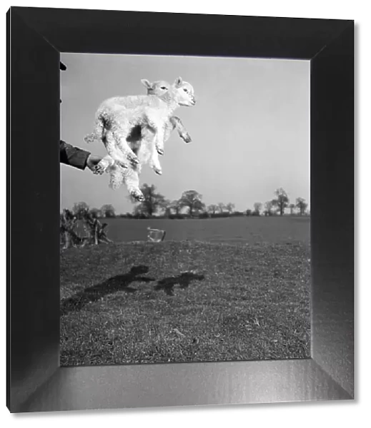 Spring Lambs on Blarche Farm. February 1950 O22756