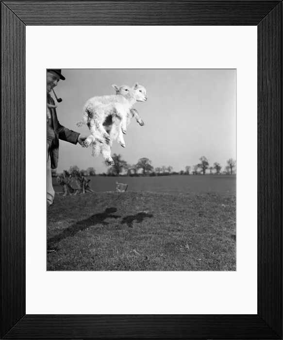 Framed Print : Spring Lambs on Blarche Farm. February 1950 O22756 Framed Print : Spring Lambs on Blarche Farm. February 1950 O22756