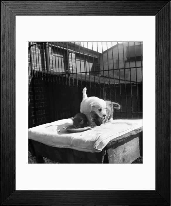 Framed Print : Animals at Prince Rock Dogs and Cats home Plymouth. August 1950 O25406-009 Framed Print : Animals at Prince Rock Dogs and Cats home Plymouth. August 1950 O25406-009