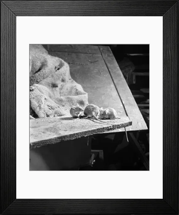 Framed Print : A mother mouse gets food for her babies by dipping her tail in a bottle of oil left in a Framed Print : A mother mouse gets food for her babies by dipping her tail in a bottle of oil left in a