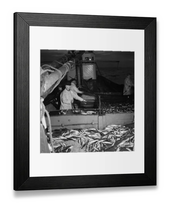 Framed Print : Herring Fishing fleet at Lerwick, Shetland Isles. June 1950 O24442-003 Framed Print : Herring Fishing fleet at Lerwick, Shetland Isles. June 1950 O24442-003