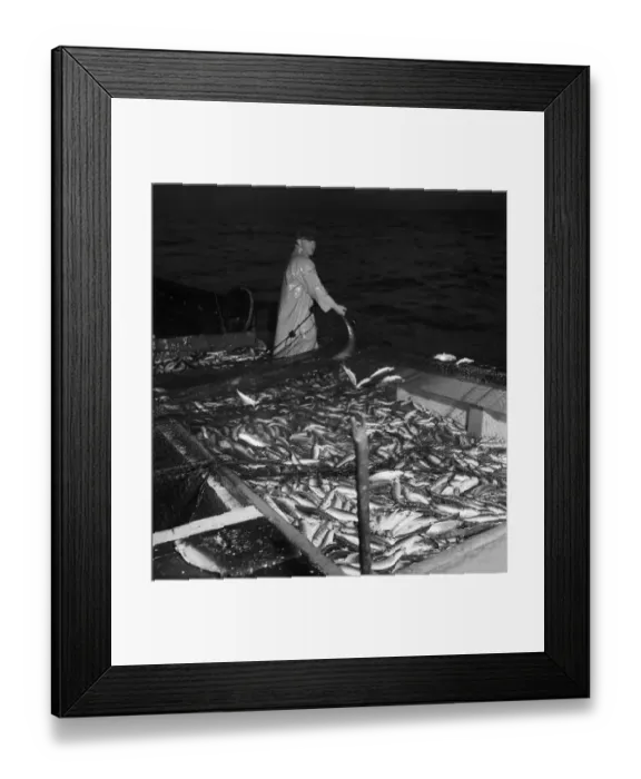 Framed Print : Herring Fishing fleet at Lerwick, Shetland Isles. June 1950 O24442-001