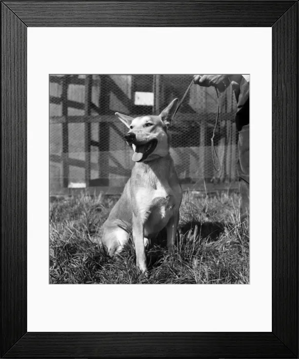 Framed Print : Animals at Prince Rock Dogs and Cats home Plymouth. August 1950 O25406-003