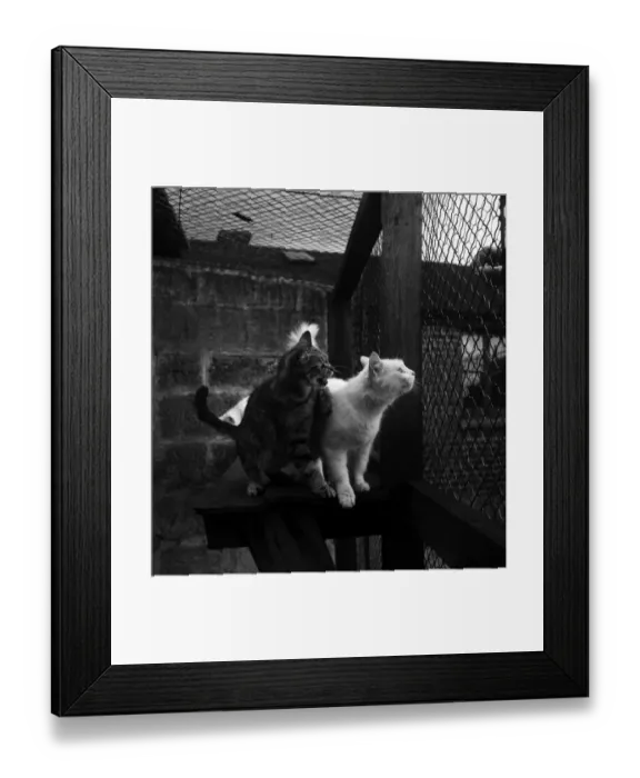 Framed Print : Animals at Prince Rock Dogs and Cats home Plymouth. August 1950 O25406-014 Framed Print : Animals at Prince Rock Dogs and Cats home Plymouth. August 1950 O25406-014