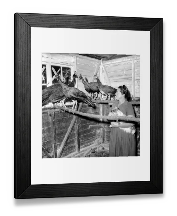Framed Print : Peacock Farm: Farmers wife with peacocks for sale. 1959 Framed Print : Peacock Farm: Farmers wife with peacocks for sale. 1959
