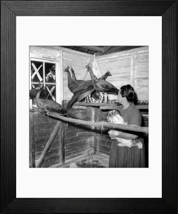 Framed Print : Peacock Farm: Farmers wife with peacocks for sale. 1959 Framed Print : Peacock Farm: Farmers wife with peacocks for sale. 1959