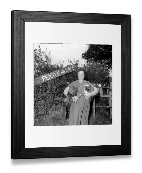 Framed Print : Peacock Farm: Farmers wife with peacocks for sale. 1959 Framed Print : Peacock Farm: Farmers wife with peacocks for sale. 1959
