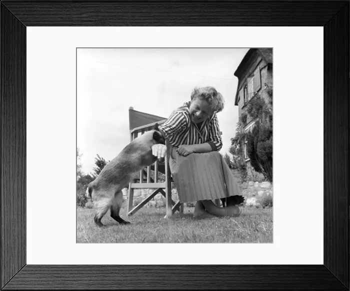 Framed Print : Authoress Janet Green seen here with her cat. 1960 Framed Print : Authoress Janet Green seen here with her cat. 1960