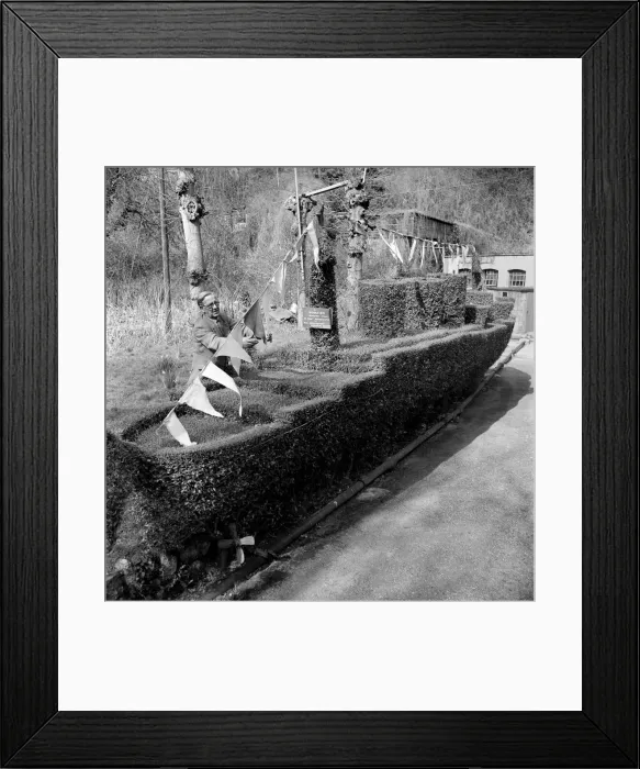 Framed Print : Garden: Humour: J. B. White of Ventnor Isle of Wight with his hedge trimmed like Framed Print : Garden: Humour: J. B. White of Ventnor Isle of Wight with his hedge trimmed like
