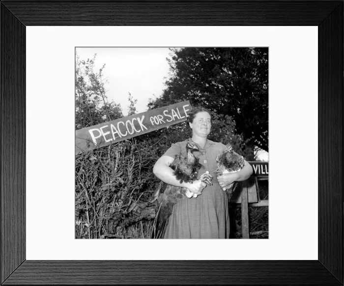 Framed Print : Peacock Farm: Farmers wife with peacocks for sale. 1959 Framed Print : Peacock Farm: Farmers wife with peacocks for sale. 1959