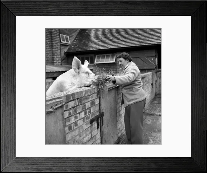 Framed Print : Mrs. Moss a livestock farmer seen here on the farm with her pigs. 1954 Framed Print : Mrs. Moss a livestock farmer seen here on the farm with her pigs. 1954