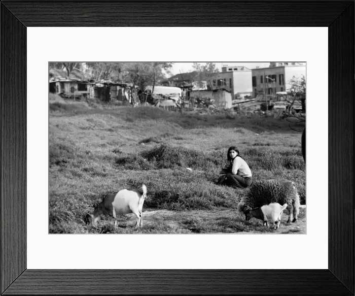 Framed Print : Young girl with farm animals in a poor suburb on the outskirts of Rome Framed Print : Young girl with farm animals in a poor suburb on the outskirts of Rome