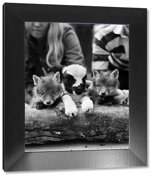 Two cute fox cubs with baby lamb. April 1975
