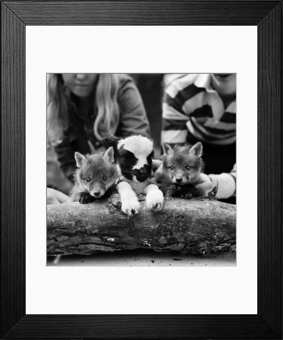 Framed Print : Two cute fox cubs with baby lamb. April 1975 Framed Print : Two cute fox cubs with baby lamb. April 1975