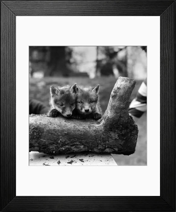 Framed Print : Two cute fox cubs. April 1975