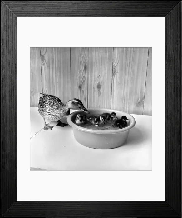 Framed Print : A Mallard with little ducklings. April 1975 Framed Print : A Mallard with little ducklings. April 1975