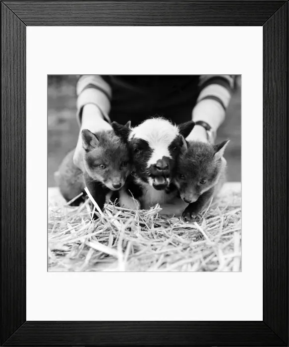 Framed Print : Two cute fox cubs with baby lamb. April 1975 Framed Print : Two cute fox cubs with baby lamb. April 1975