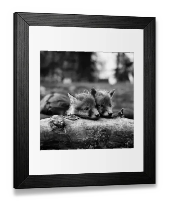 Framed Print : Two cute fox cubs. April 1975 Framed Print : Two cute fox cubs. April 1975