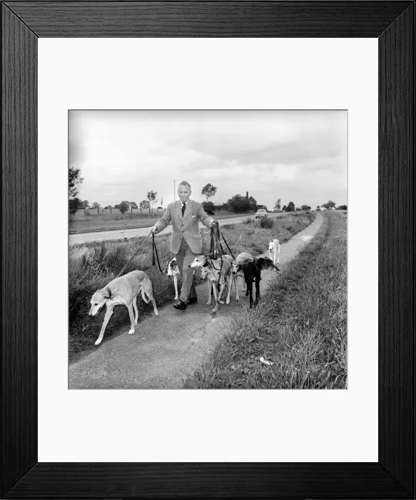 Framed Print : Man and Greyhounds: Frank Sanderson seen here at his St Framed Print : Man and Greyhounds: Frank Sanderson seen here at his St