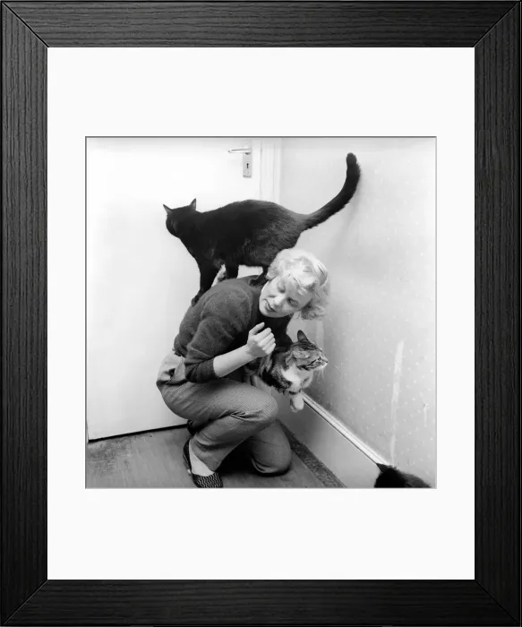 Framed Print : Cats and Dogs: Mrs. D. Edwards seen here with some of the lost cats Framed Print : Cats and Dogs: Mrs. D. Edwards seen here with some of the lost cats