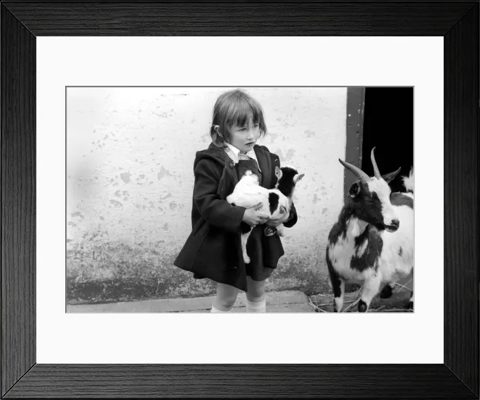 Framed Print : Child holding a baby goat in the farmyard section at Crystal Palace childrenIs Zoo Framed Print : Child holding a baby goat in the farmyard section at Crystal Palace childrenIs Zoo