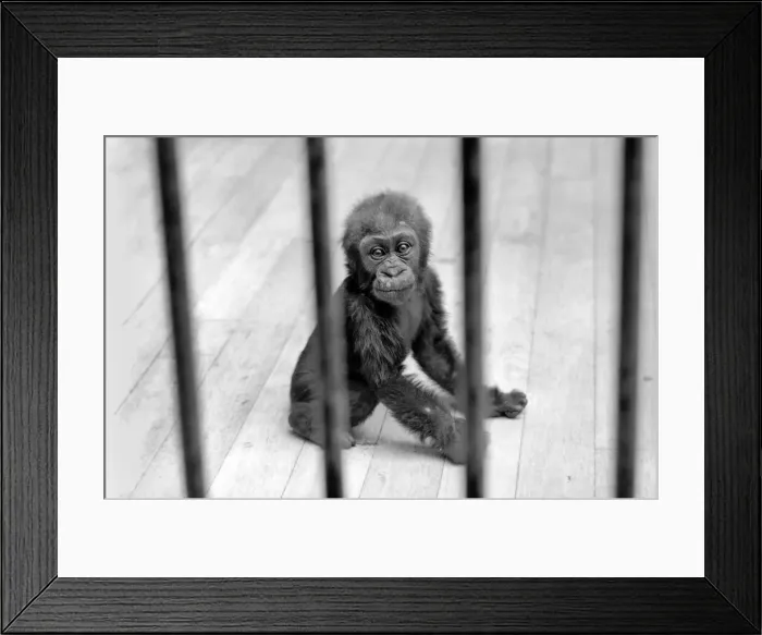 Framed Print : Three month old baby gorilla Rebecca at Bristol Zoo. May 1975 Framed Print : Three month old baby gorilla Rebecca at Bristol Zoo. May 1975