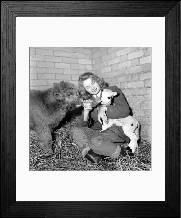 Framed Print : Calf and lamb with keeper at Whipsnade Zoo. 1965 C43-002