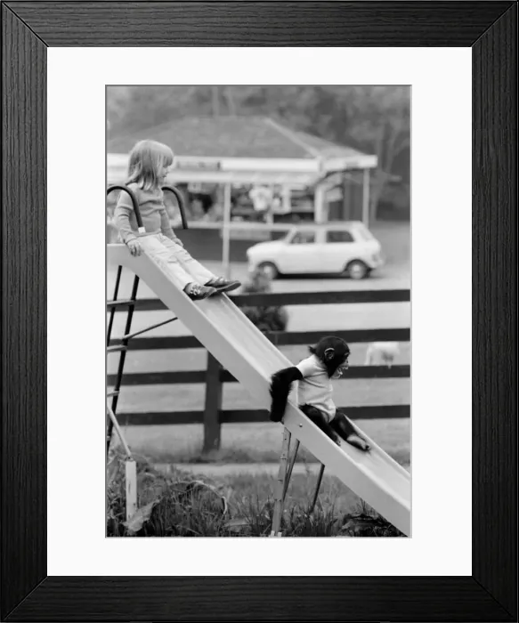 Framed Print : Three year old Emma Colbourne playing on the slide in her local park with a chimpanzee Framed Print : Three year old Emma Colbourne playing on the slide in her local park with a chimpanzee