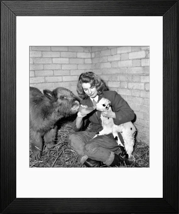 Framed Print : Calf and lamb with keeper at Whipsnade Zoo. 1965 C43-007 Framed Print : Calf and lamb with keeper at Whipsnade Zoo. 1965 C43-007