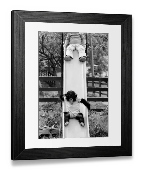 Framed Print : Three year old Emma Colbourne playing on the slide in her local park with a chimpanzee Framed Print : Three year old Emma Colbourne playing on the slide in her local park with a chimpanzee