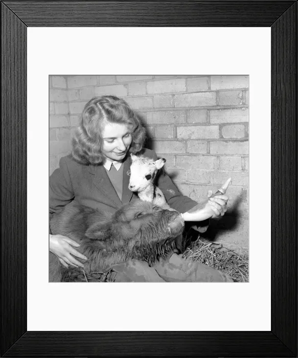 Framed Print : Calf and lamb with keeper at Whipsnade Zoo. 1965 C43-003