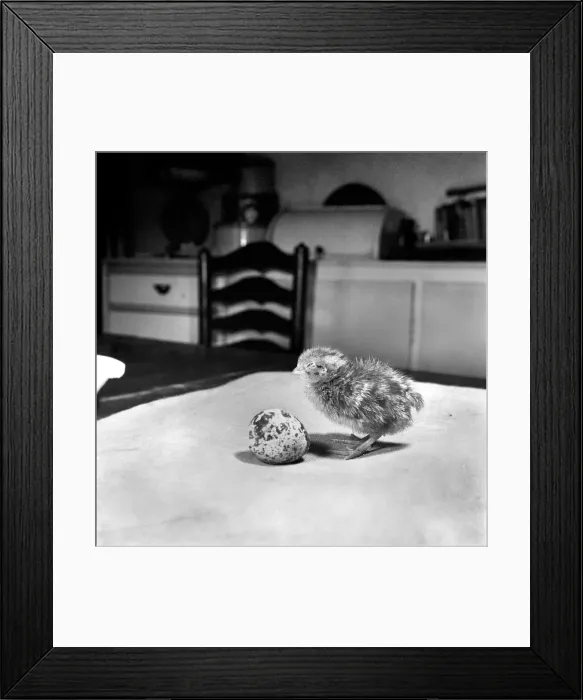 Framed Print : Quail chicks. January 1965 C104-004 Framed Print : Quail chicks. January 1965 C104-004